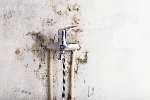 Best Kitchen Mold Remediation in Kuna, ID
