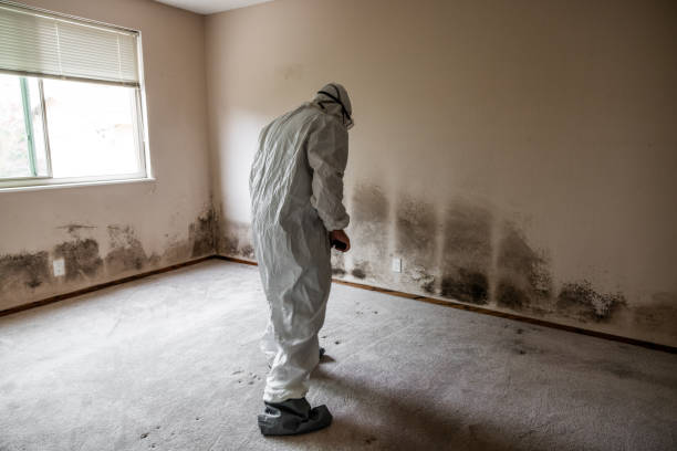 Best Basement Mold Remediation in Kuna, ID