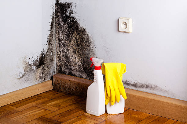 Best HVAC Mold Remediation in Kuna, ID